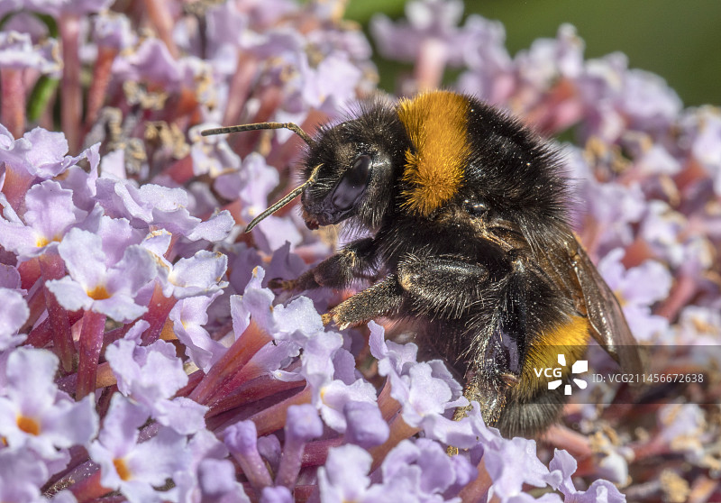 大黄蜂图片素材