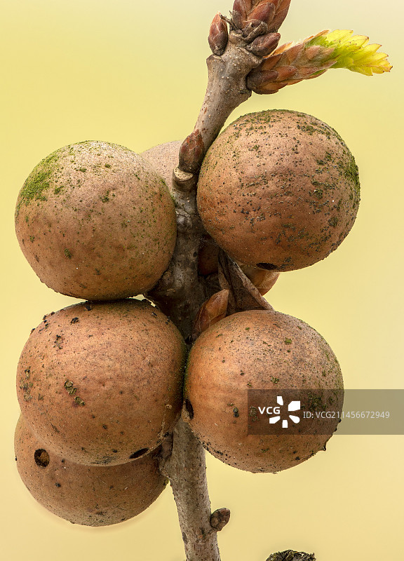 普通橡树大理石瘿图片素材