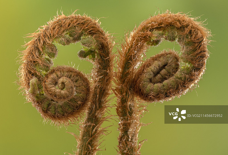 柔软的盾蕨图片素材