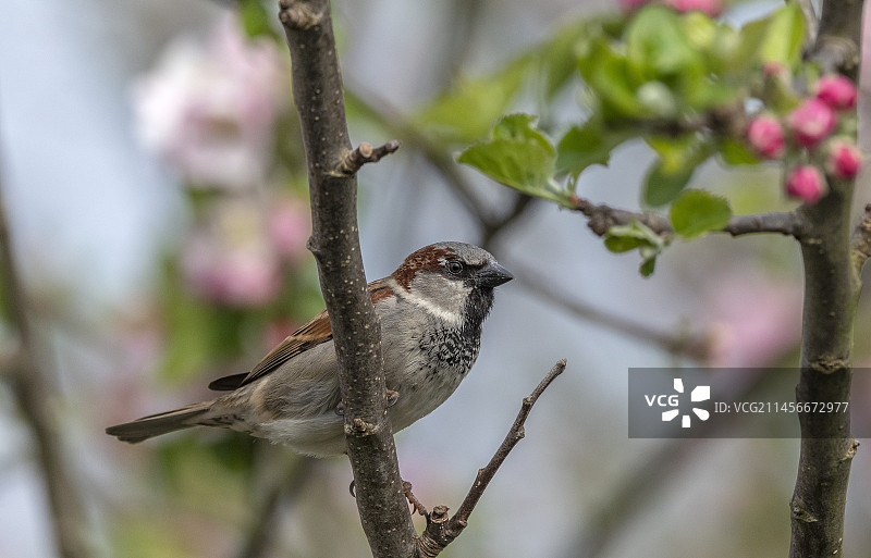 雄性家麻雀图片素材