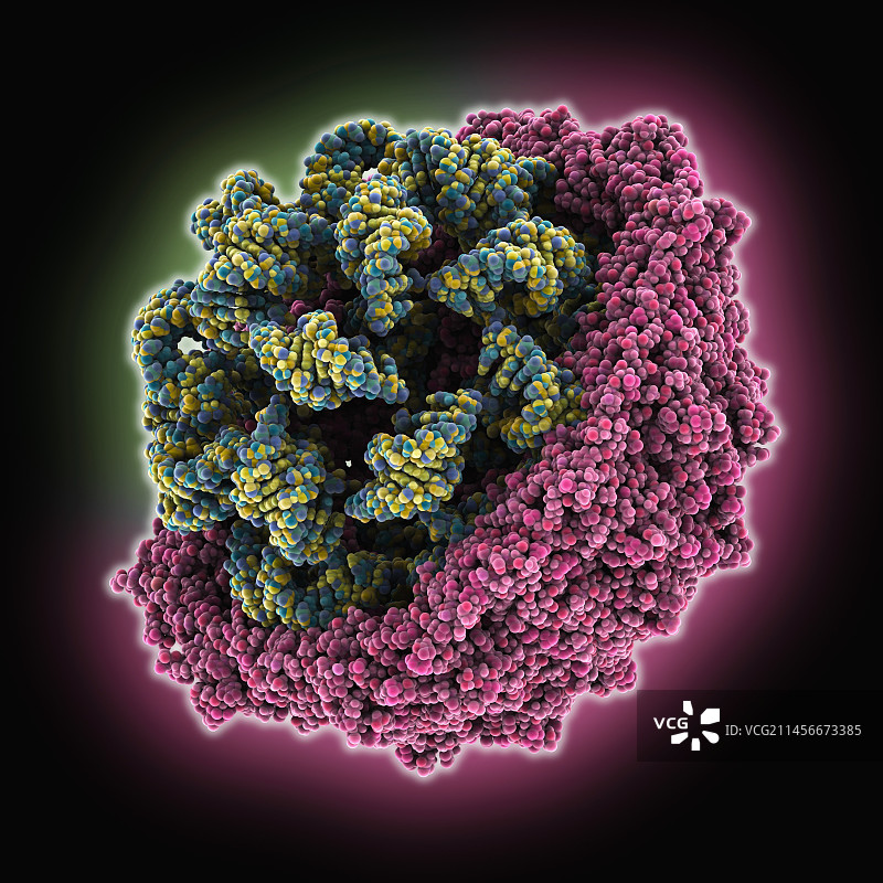 烟草花叶病毒衣壳分子模型图片素材