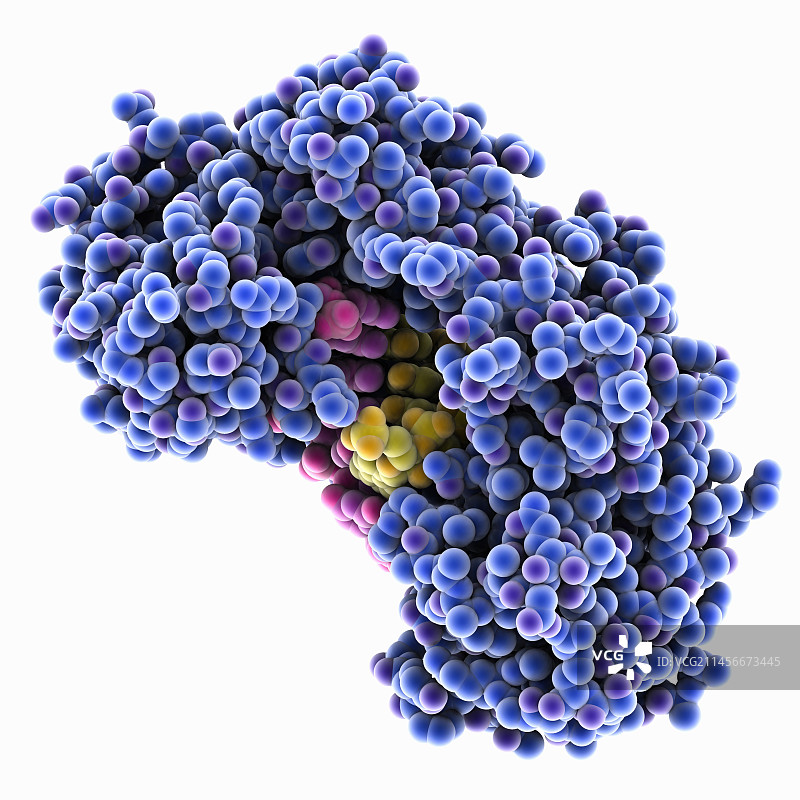 丙型肝炎病毒聚合酶复合物分子模型图片素材