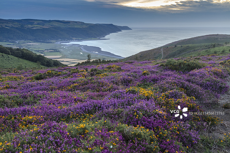 英国萨默塞特郡石楠与草地沼地图片素材
