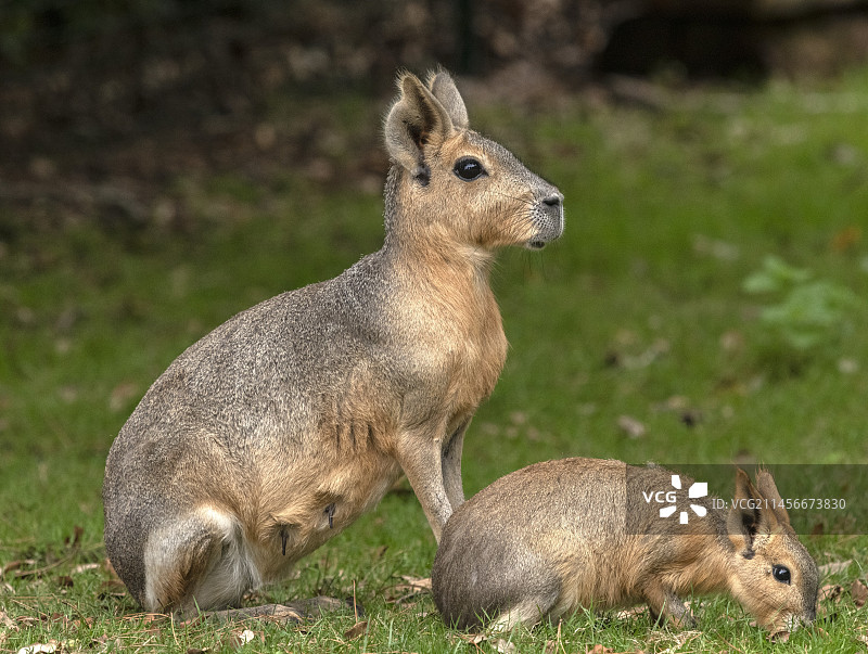 巴塔哥尼亚豚鼠图片素材