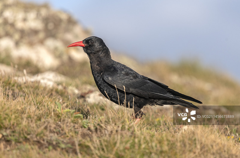 高山兀鸦图片素材
