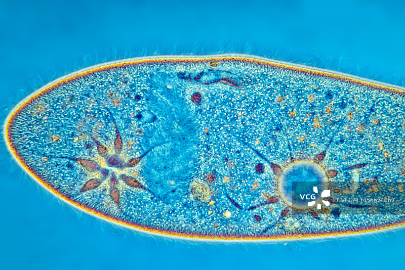 尾草履虫纤毛，光学显微照片图片素材