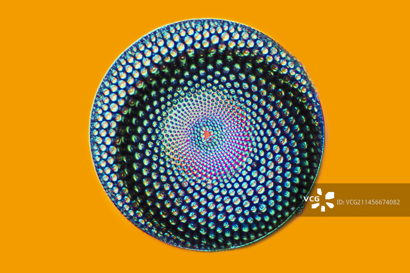 化石硅藻显微照片图片素材