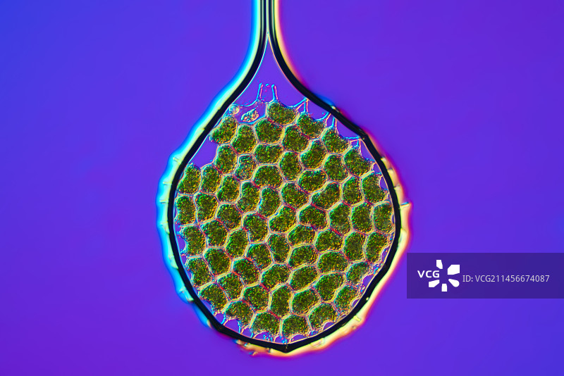 Pediastrum绿藻显微照片图片素材