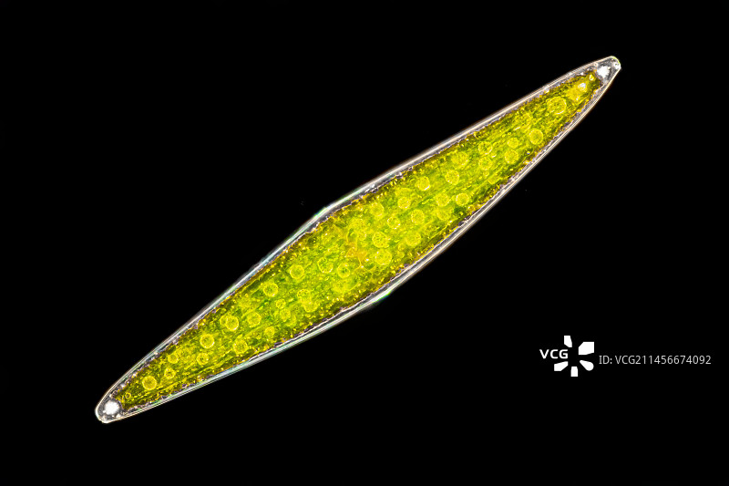 月牙藻图片素材