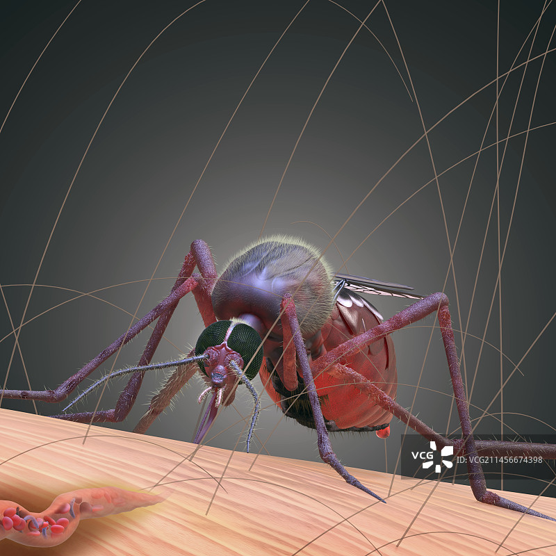 传播疟疾的蚊子插图图片素材