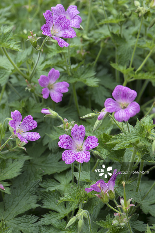 恩德雷斯老鹳草图片素材