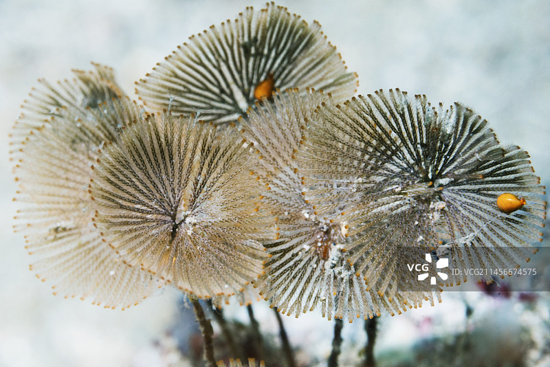 苔藓虫图片素材