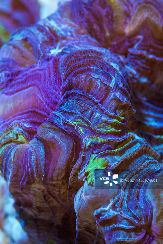 打开的脑珊瑚图片素材