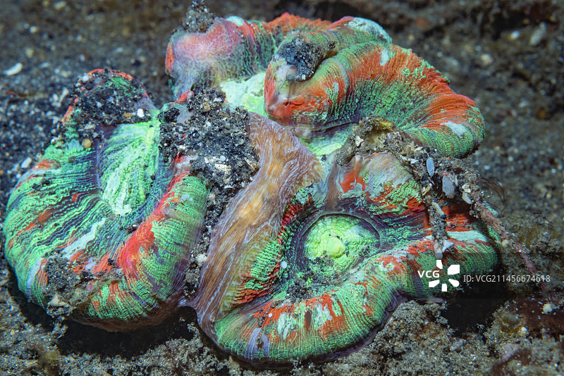 打开的脑珊瑚图片素材