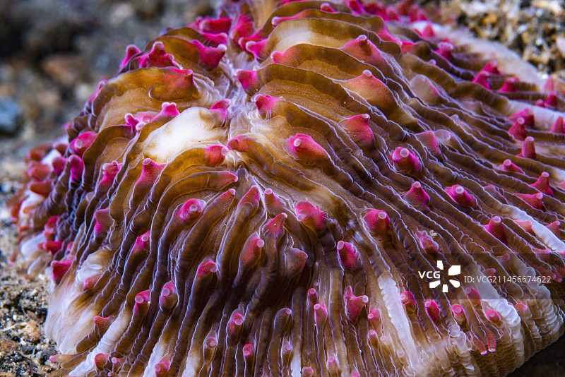 蘑菇珊瑚图片素材