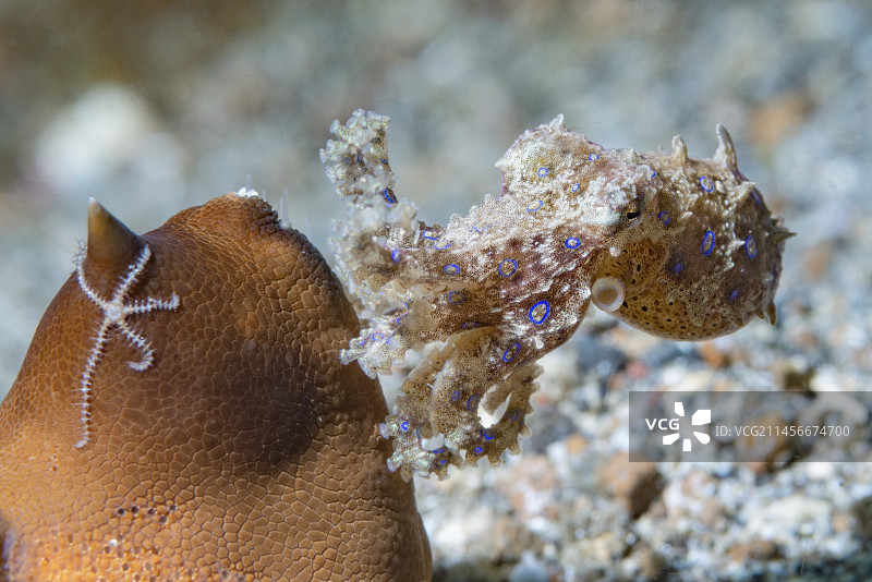 蓝环章鱼图片素材