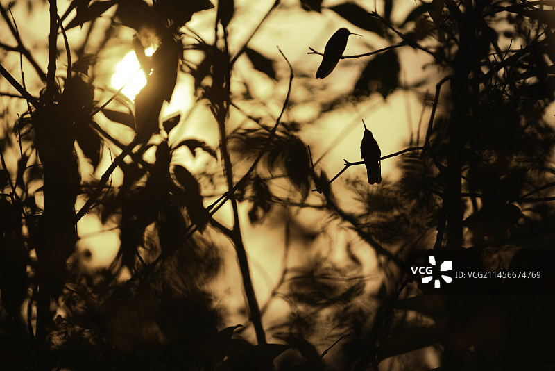 日落时分的蜂鸟剪影图片素材
