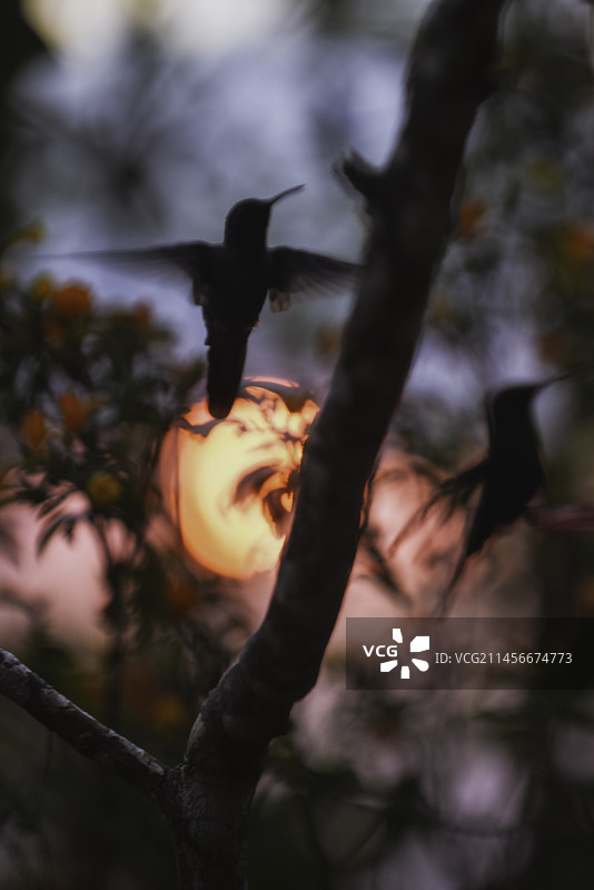 日落时分的蜂鸟剪影图片素材