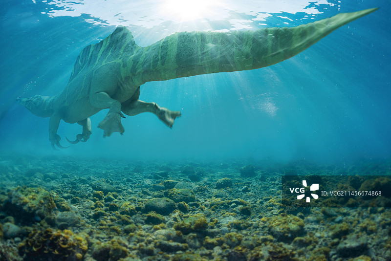 棘龙恐龙插图图片素材