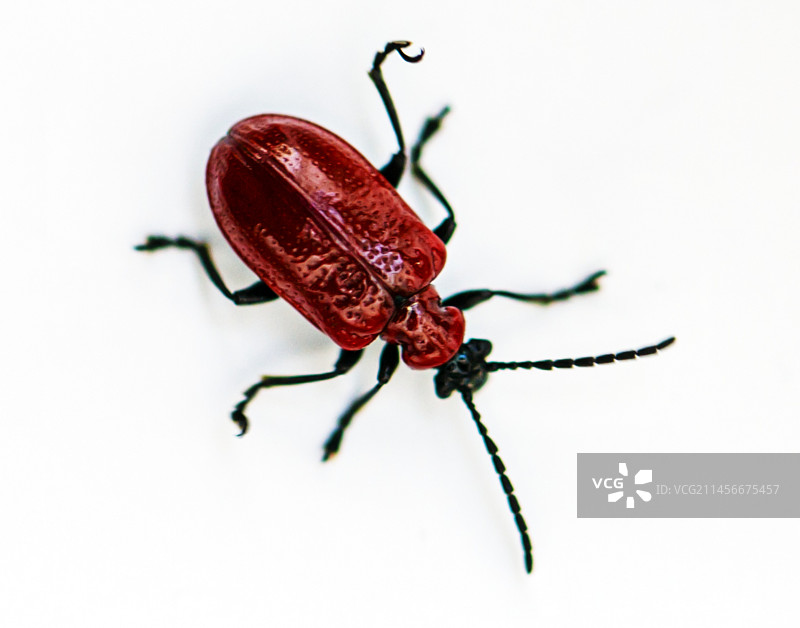 猩红百合甲虫图片素材