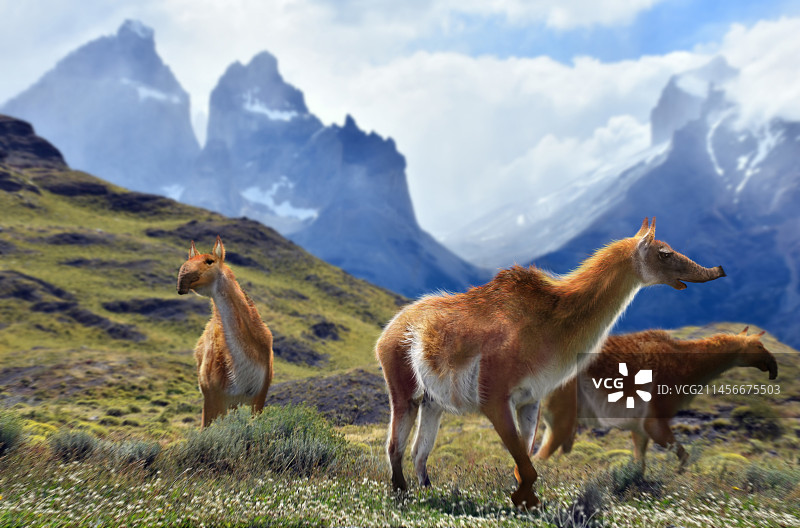 麦克劳肯尼亚史前哺乳动物插图图片素材