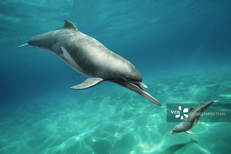 史前海豚插画图片素材