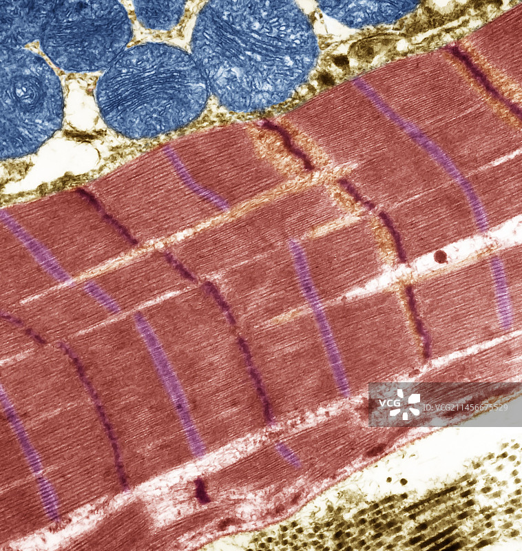 横纹肌，TEM图片素材