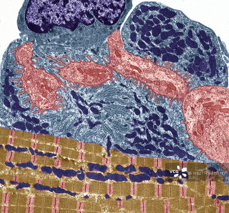 神经肌肉接头，TEM图片素材