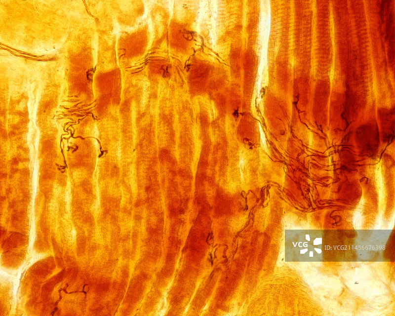 肌肉神经末梢，光学显微照片图片素材