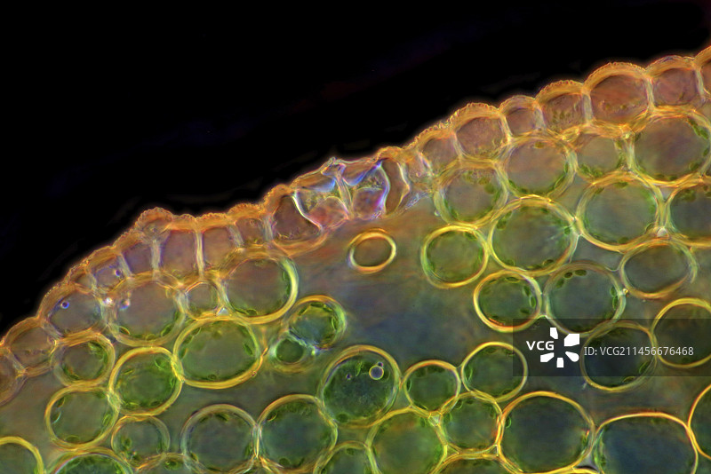 白头翁表皮气孔，光学显微照片图片素材