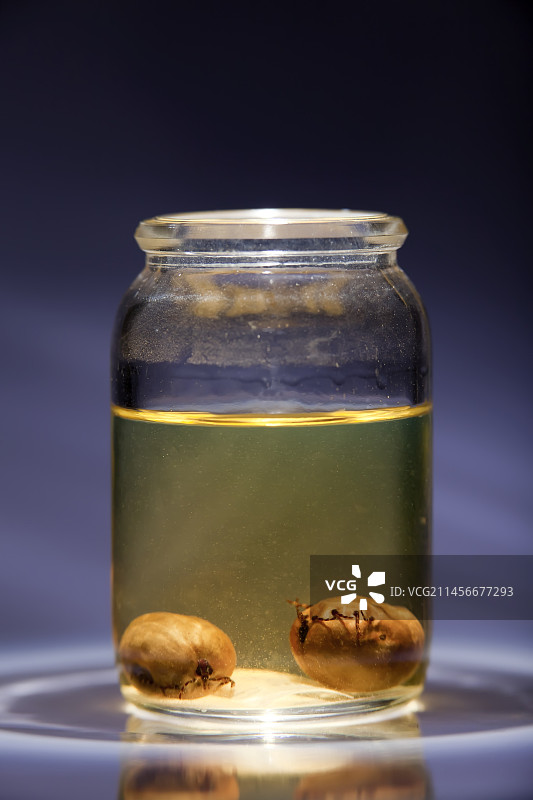 保存在酒精中的蜱虫图片素材