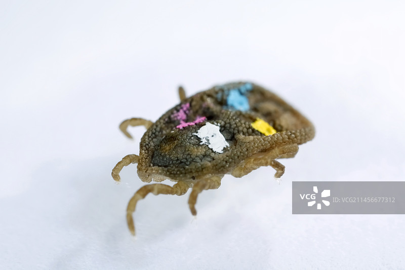 用于种群监测的海鸟标记图片素材