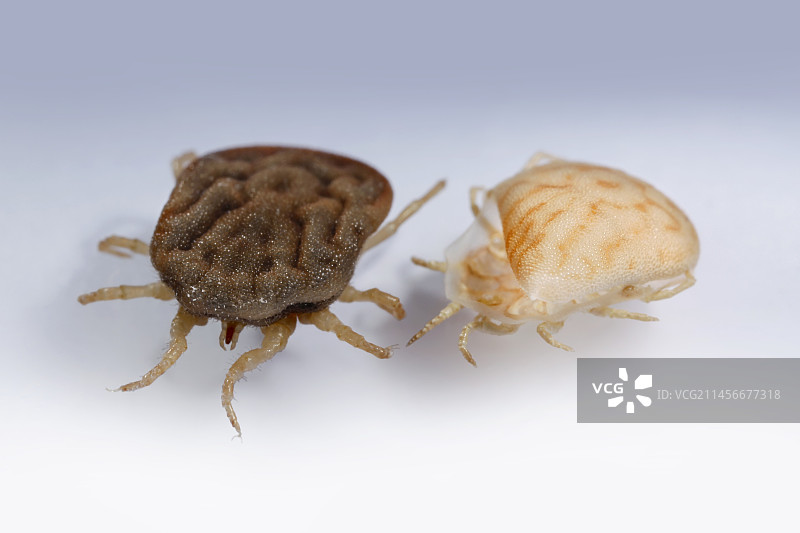 非洲小屋坦蓬和废弃的骨骼图片素材