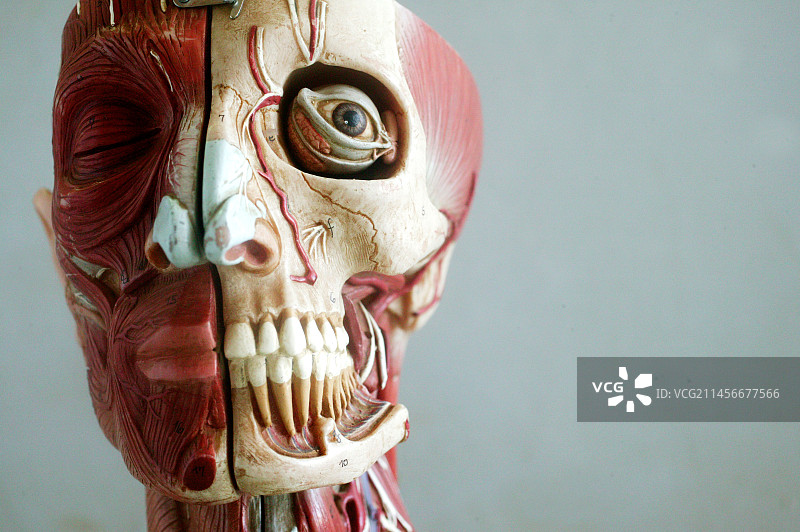 头部解剖模型图片素材