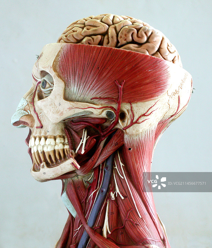 头部解剖模型图片素材