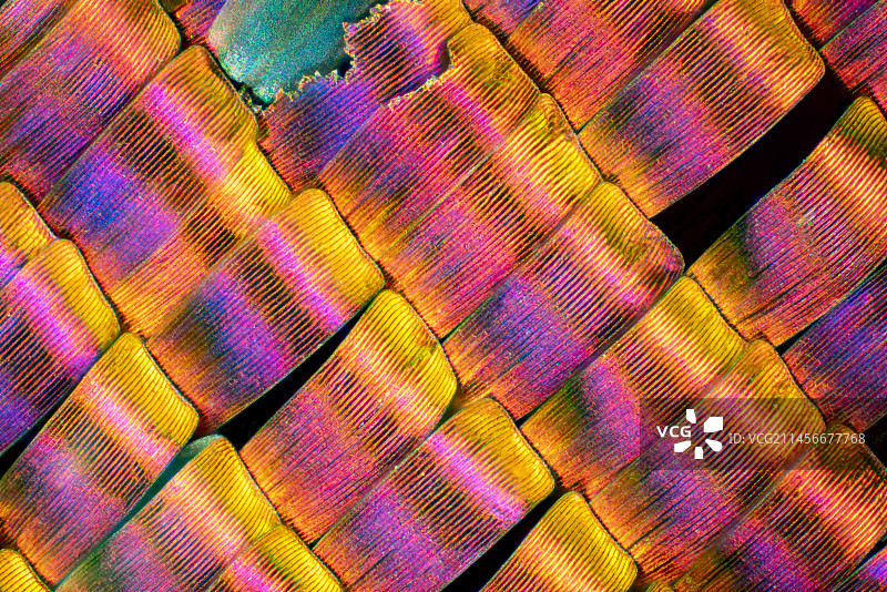 蝴蝶翅膀鳞片显微照片图片素材