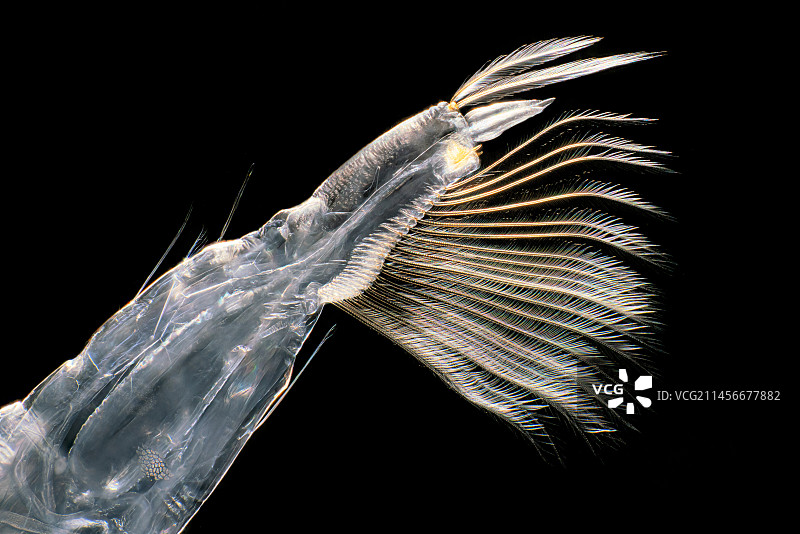 摇蚊幼虫显微照片图片素材