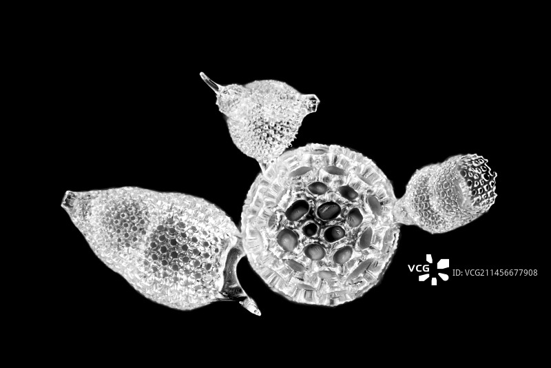 放射虫的显微照片图片素材