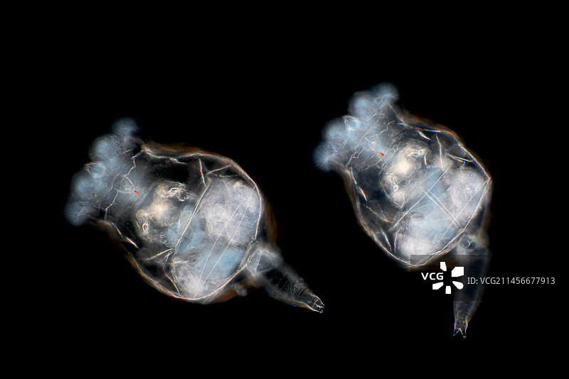 轮虫显微照片图片素材