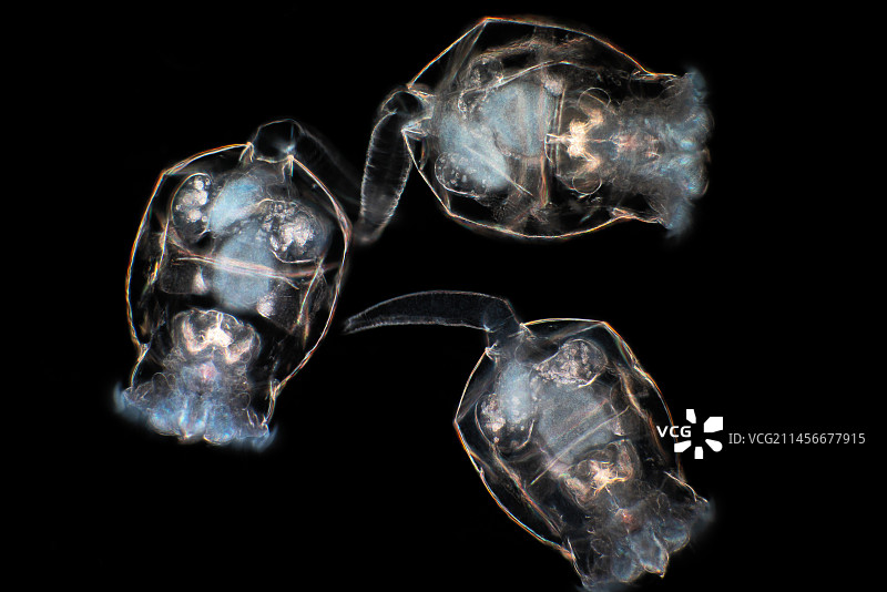 轮虫显微照片图片素材