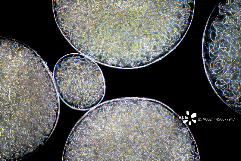 念珠蓝细菌显微照片图片素材