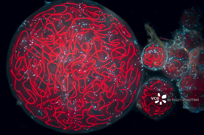 念珠蓝细菌显微照片图片素材