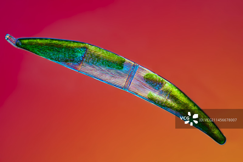 月牙藻图片素材