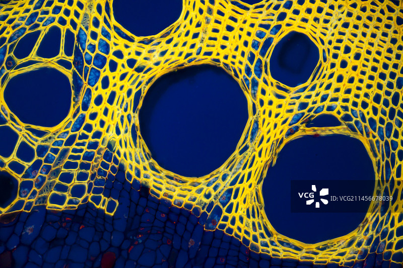 蛇麻草茎显微照片图片素材