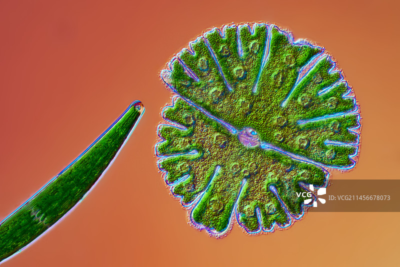 小星藻显微照片图片素材