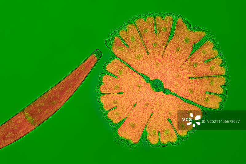 小星藻显微照片图片素材