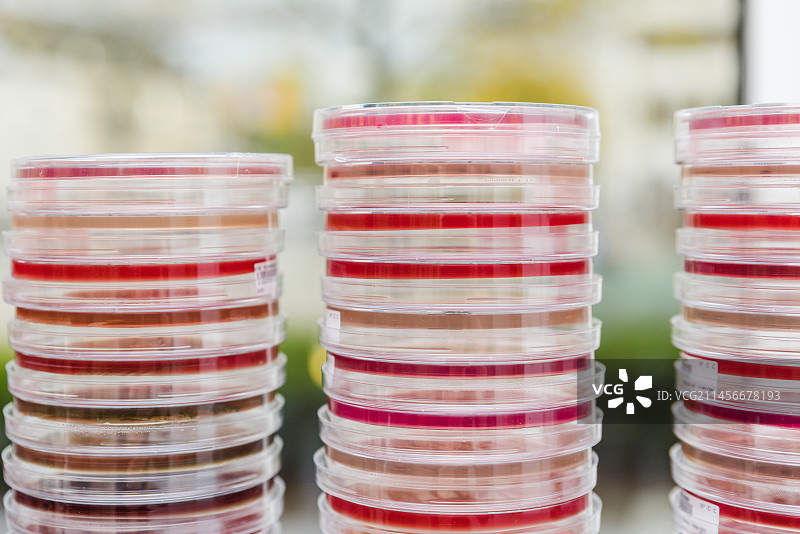 琼脂培养皿图片素材