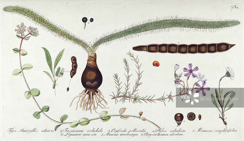 花卉解剖结构插图图片素材