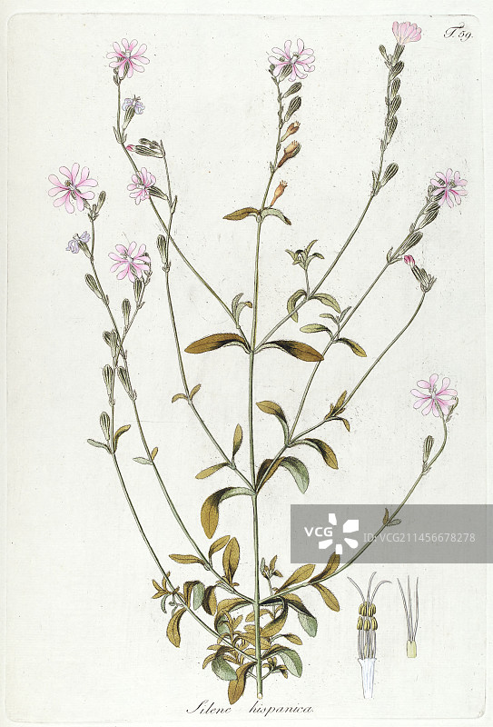 花卉解剖结构插图图片素材