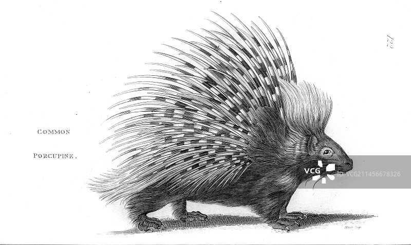 普通豪猪，插图图片素材